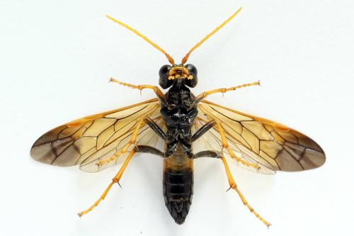 Tenthredo campestris