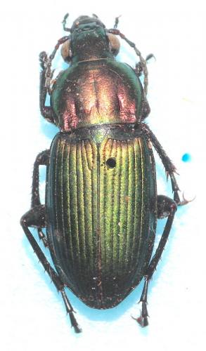 Réf. 271 716 : Poecilus kugelanni