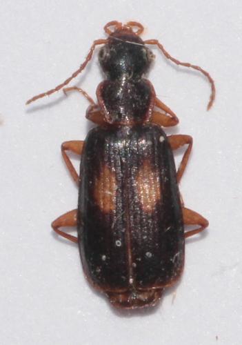 Dromius fenestratus