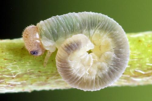 Réf. 271 605 : Tenthredo notha