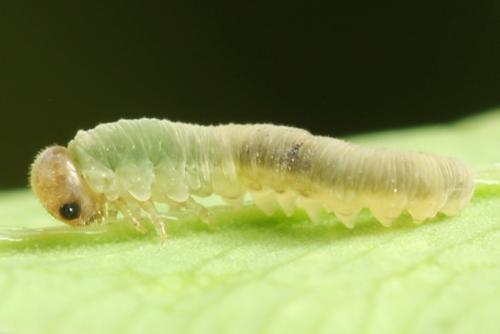 Réf. 271 606 : Tenthredo notha