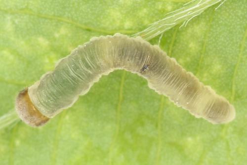 Réf. 271 607 : Tenthredo notha