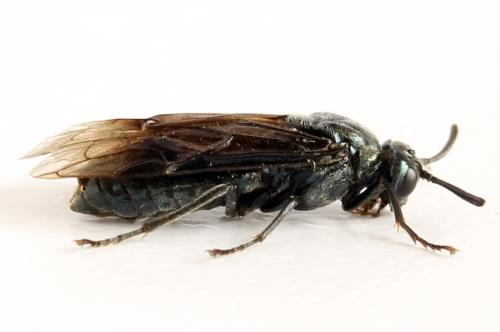 Arge sp.