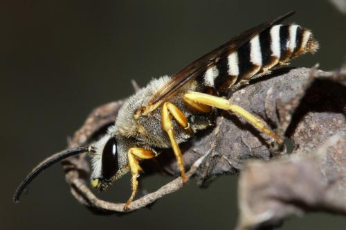 Halictus scabiosae