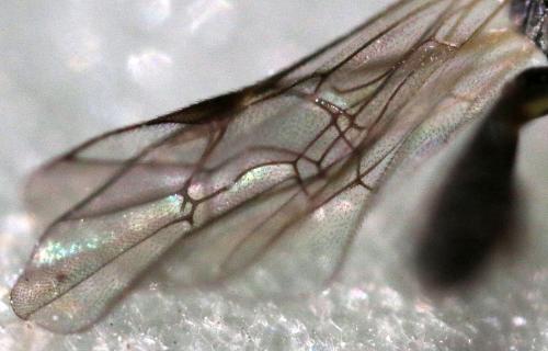 Réf. 271 011 : Diadegma sp.