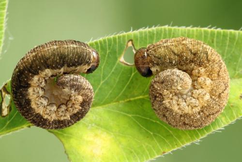 Réf. 271 609 : Tenthredo notha