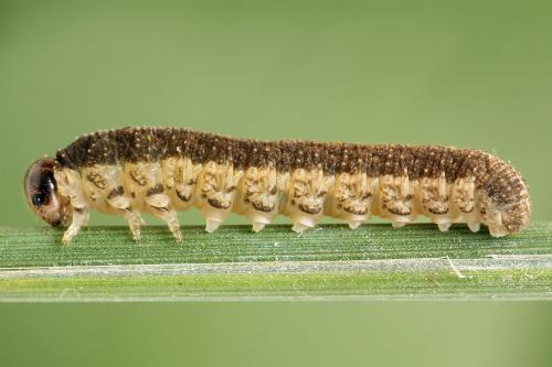 Réf. 271 610 : Tenthredo notha