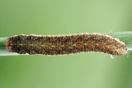Réf. 271 611 : Tenthredo notha
