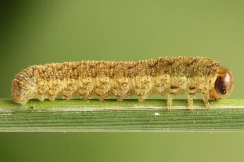 Réf. 271 612 : Tenthredo notha