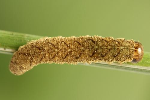 Tenthredo notha