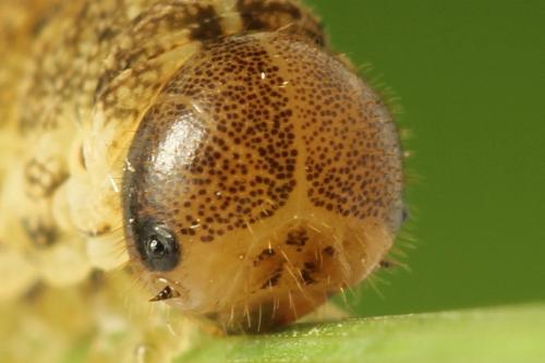 Tenthredo notha