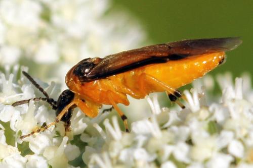 Réf. 271 832 : Athalia rosae
