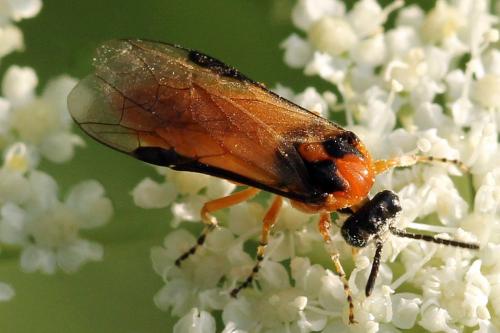 Réf. 271 834 : Athalia rosae