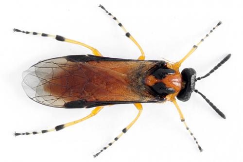 Réf. 271 835 : Athalia rosae