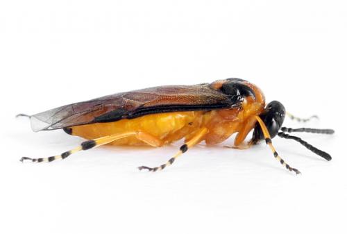 Réf. 271 836 : Athalia rosae
