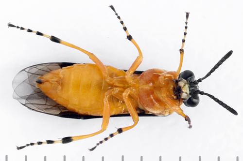 Réf. 271 837 : Athalia rosae