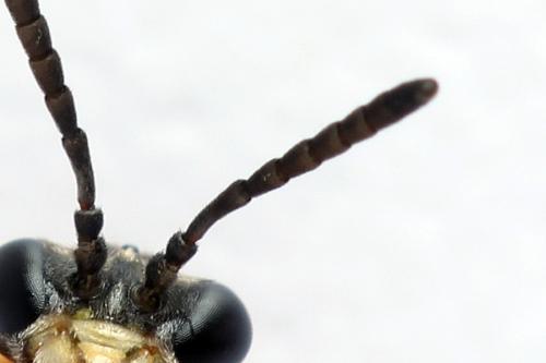 Réf. 271 839 : Athalia rosae