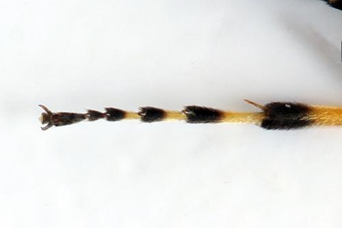 Réf. 271 840 : Athalia rosae