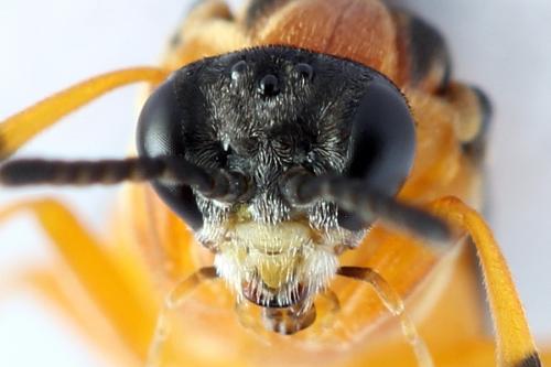 Réf. 271 842 : Athalia rosae