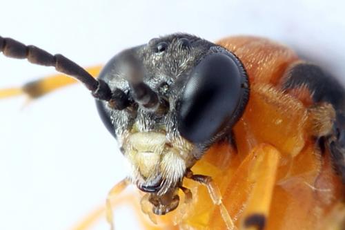 Réf. 271 843 : Athalia rosae