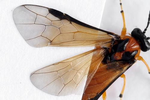 Réf. 271 846 : Athalia rosae