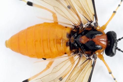 Réf. 271 848 : Athalia rosae