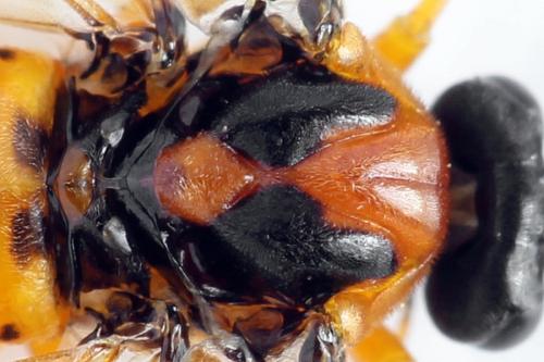 Réf. 271 849 : Athalia rosae