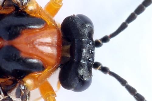 Réf. 271 850 : Athalia rosae