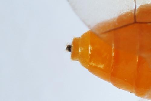 Réf. 271 851 : Athalia rosae