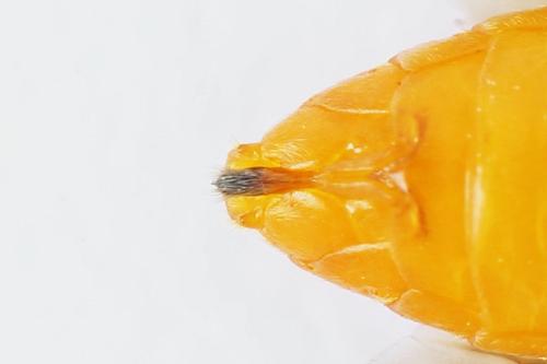 Réf. 271 852 : Athalia rosae