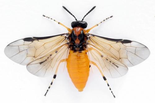 Réf. 271 853 : Athalia rosae