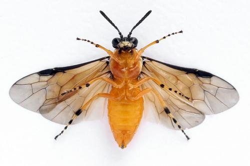 Réf. 271 854 : Athalia rosae