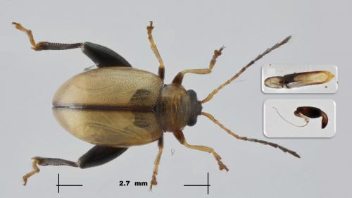 Réf. 271 233 : Longitarsus melanocephalus