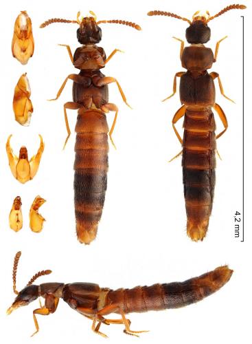 Leptusa pulchella