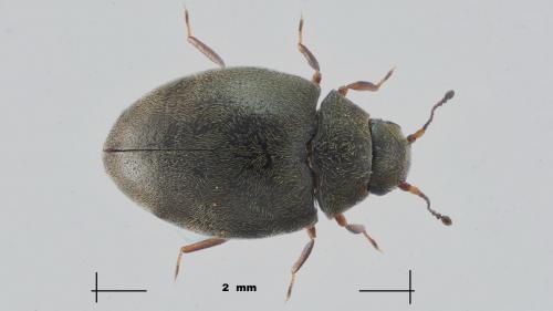 Réf. 271 190 : Limnichus sp.