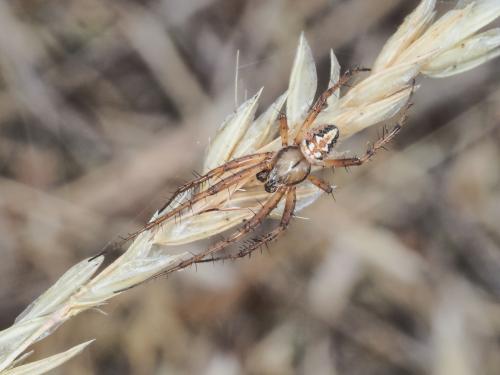 Réf. 271 217 : Neoscona adianta