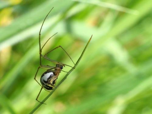 Réf. 271 193 : Neriene radiata