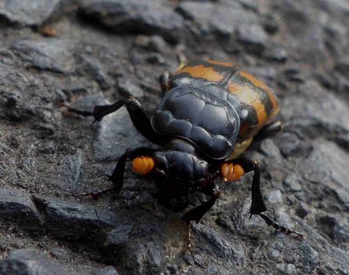 Réf. 271 036 : Nicrophorus interruptus