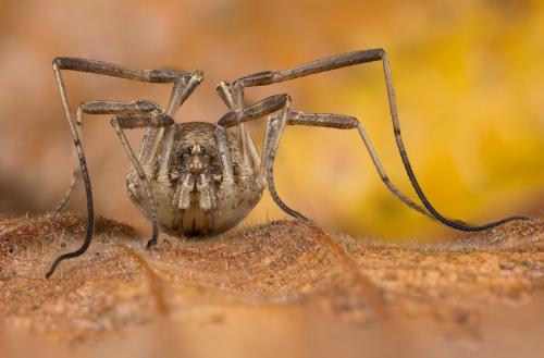 Odiellus troguloides
