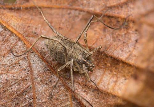 Odiellus troguloides
