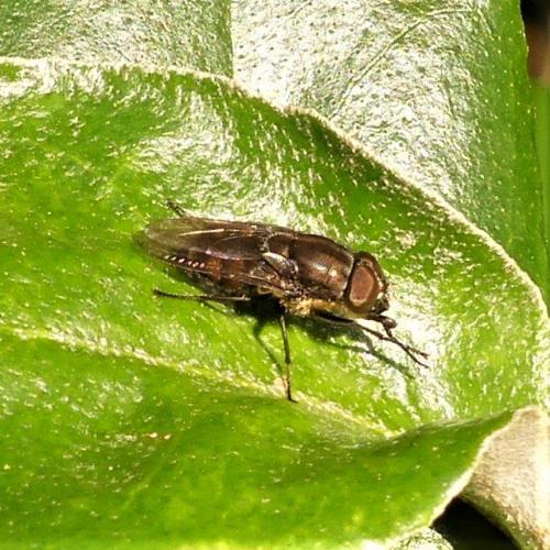 Stomorhina lunata
