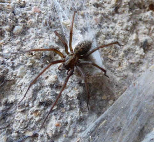 Eratigena sp.