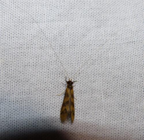 Réf. 271 404 : Mystacides longicornis