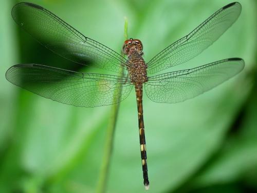 Uracis fastigiata