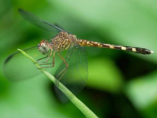 Réf. 271 536 : Uracis fastigiata