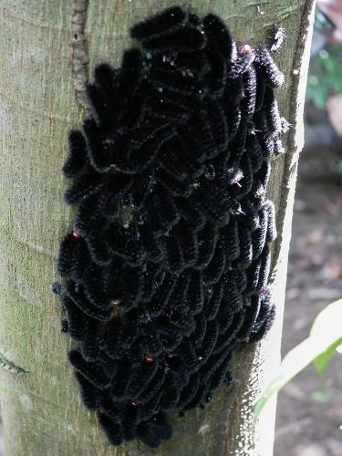 Halysidota sp.