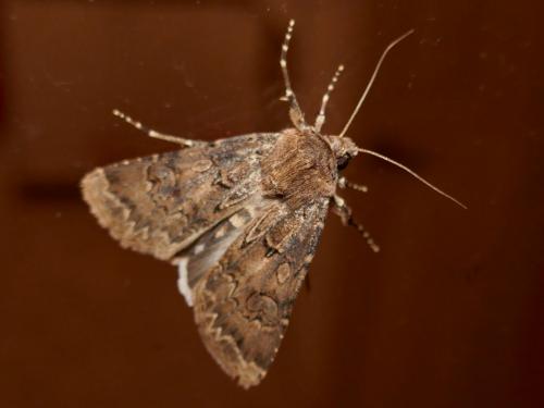 Réf. 271 748 : Agrotis bigramma