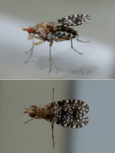 Réf. 271 774 : Trypetoptera punctulata