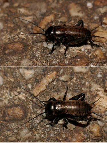 Réf. 271 936 : Gryllus campestris