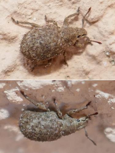 Réf. 271 048 : Romualdius sp.